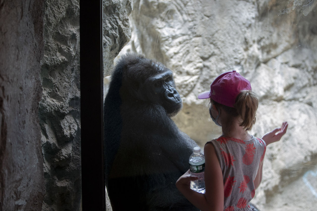 Buffalo Zoo gorilla